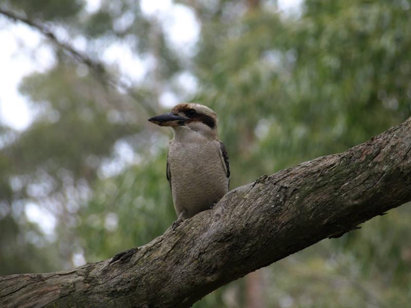 Kookaburra, Adelaide, June 2013