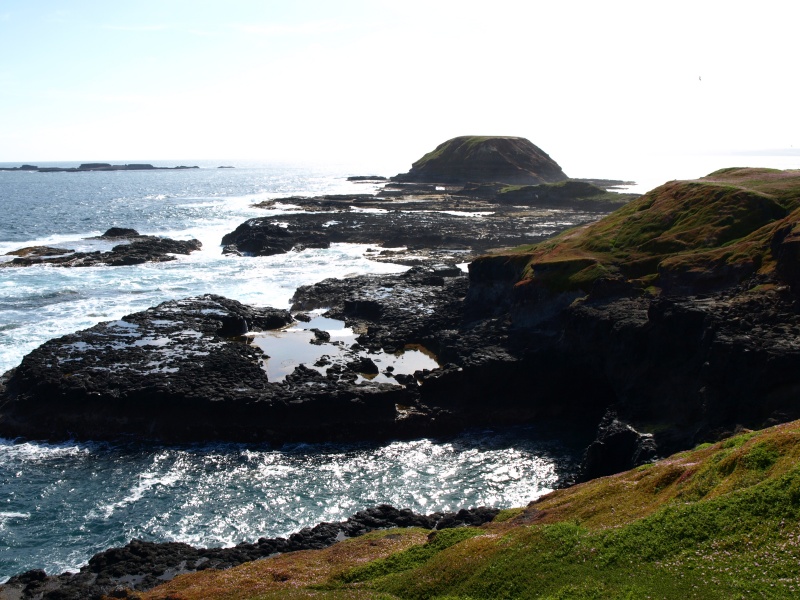 The Nobbies, Phillip Island, November 2012